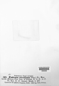 Cudonia circinans image